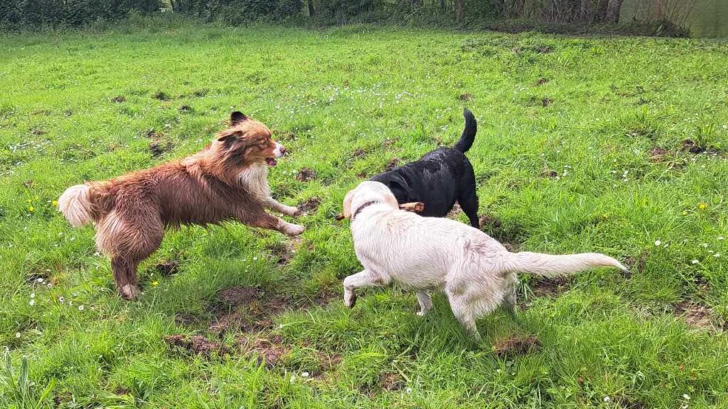 belles rencontres entre potes ,lors de notre promenade de chiens à Orvanne, lutte pour le bâton - 5