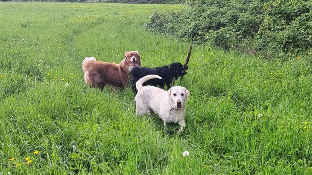 belles rencontres entre potes canins à Moret Loing et Orvanne, un autre jeu , Snow troupote toujours -1