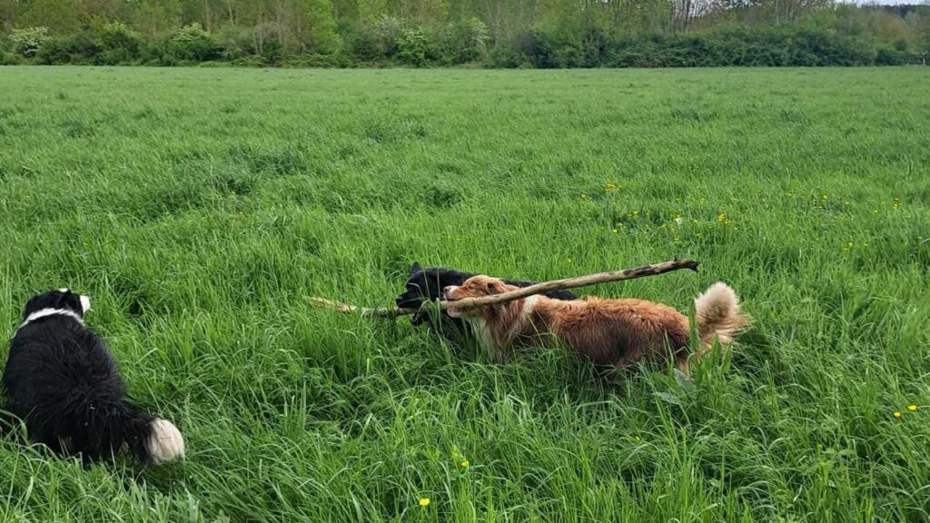 belles rencontres entre potes ,lors de notre promenade de chiens à Orvanne, un autre jeu , Snow troupote toujours -2