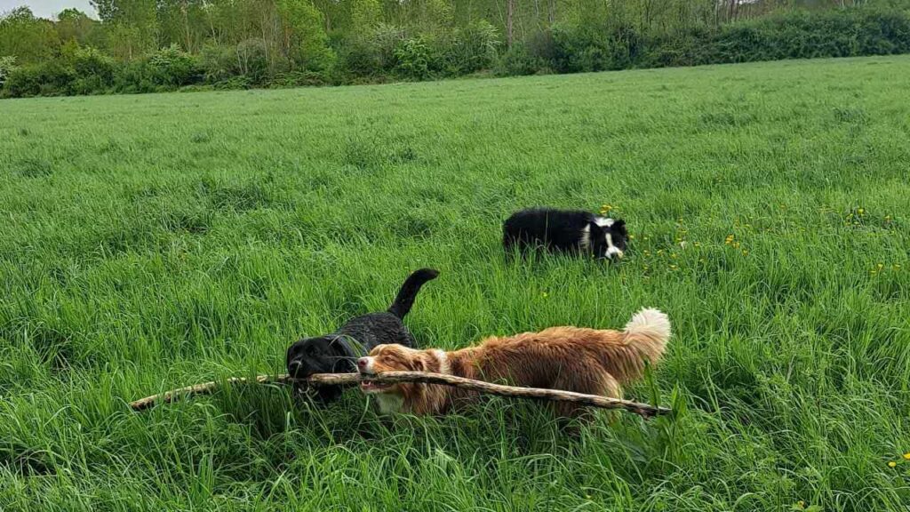 belles rencontres entre potes canins à Moret Loing et Orvanne, un autre jeu , Snow troupote toujours -3