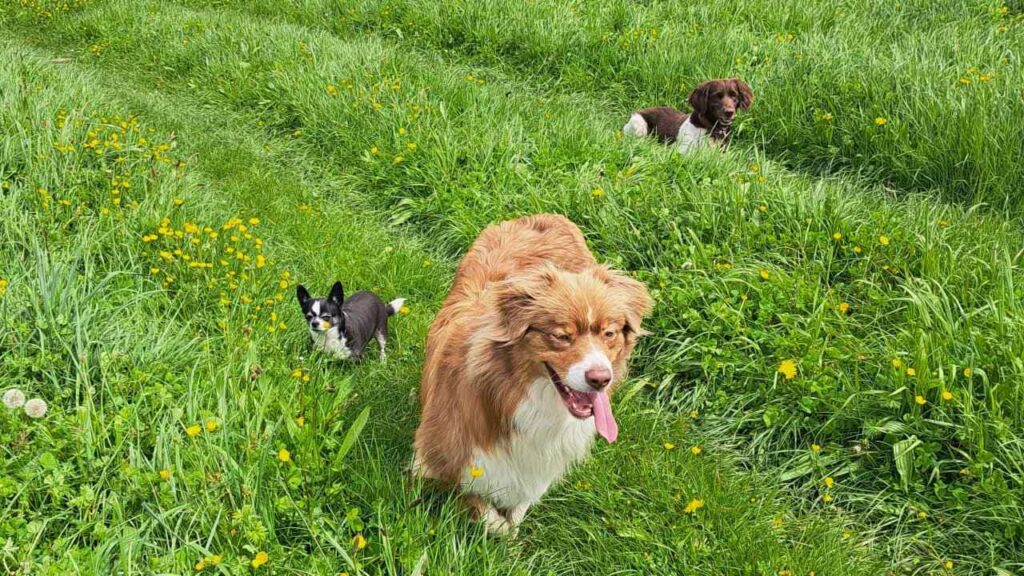 belles rencontres entre potes ,lors de notre promenade de chiens à Orvanne, Sammy is nice