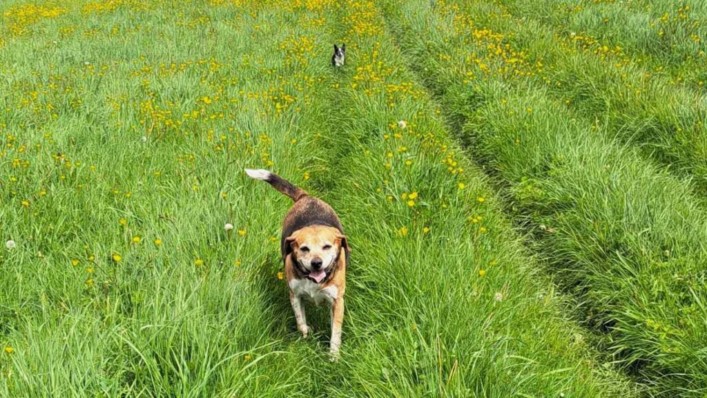 belles rencontres entre potes canins à Moret Loing et Orvanne, Ina is nice