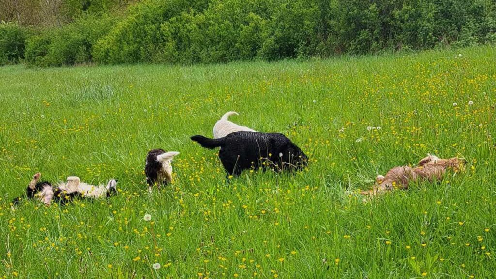 lors de notre promenade de chiens à Orvanne, on se roule avec plaisir