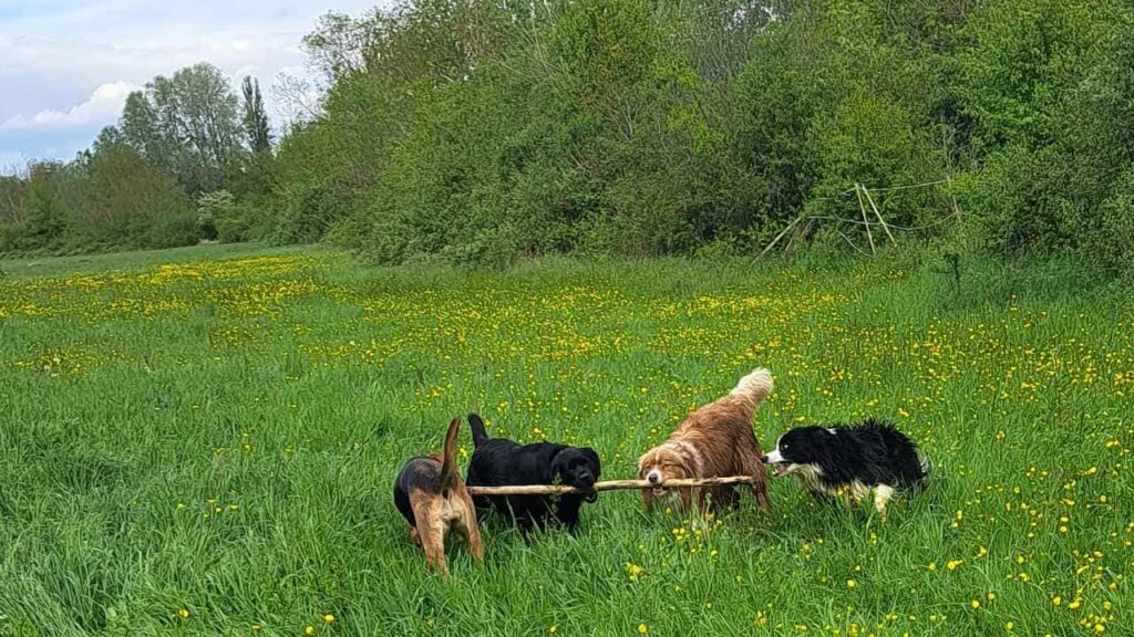 lors de notre promenade de chiens à Orvanne, Snow troupote autour de 3 potes - 2