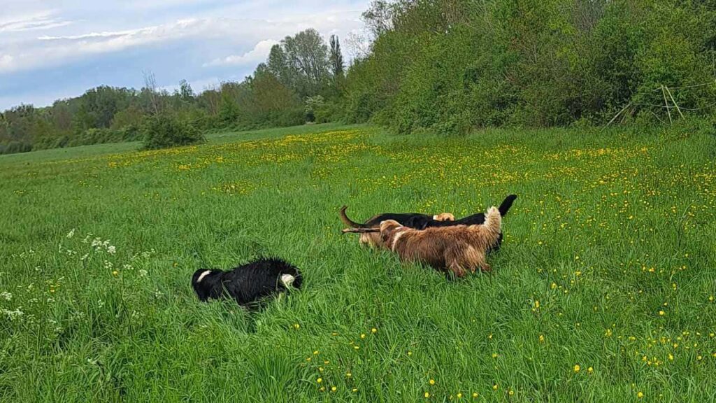 belles rencontres entre potes à Moret Loing et Orvanne, Snow troupote autour de 3 potes - 3