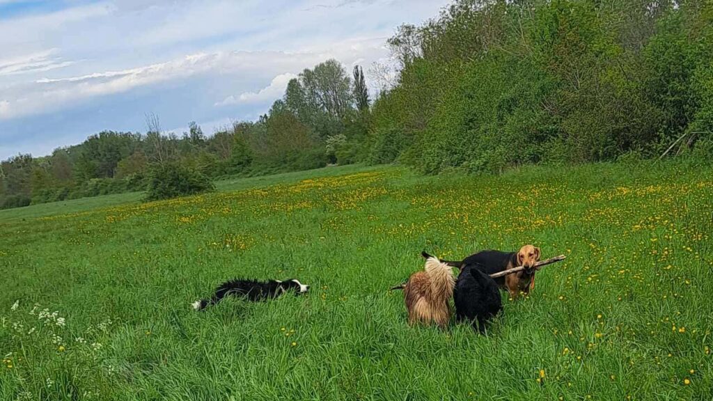 belles rencontres entre potes canins à Moret Loing et Orvanne, Snow troupote autour de 3 potes - 4