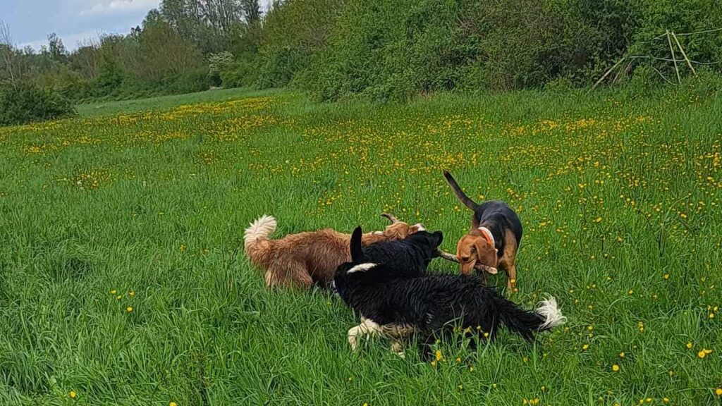 belles rencontres entre potes à Moret Loing et Orvanne, Snow troupote autour de 3 potes - 6