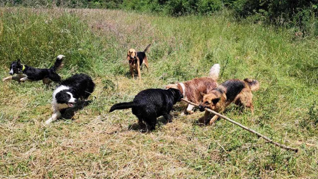 lors de notre promenade de chiens à Moret Loing et Orvanne, les chiens jouent ensemble, avec un bâton - 2