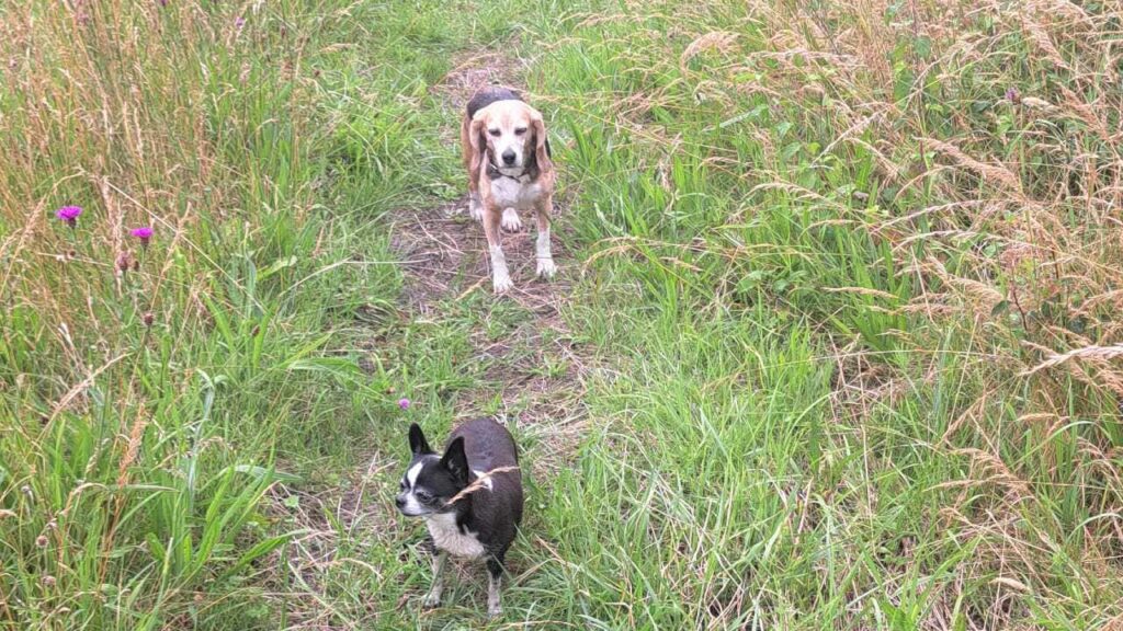 Patti affronte de grandes herbes, en suivant Lola qui l'attend, lors de la ballade de chiens à Moret Loing et Orvanne