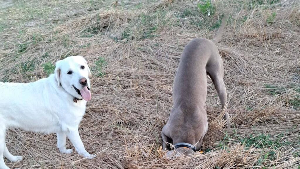 Sahkyo, creuse et Utah regarde, lors de la ballade de chiens en groupe a Moret Loing et Orvanne