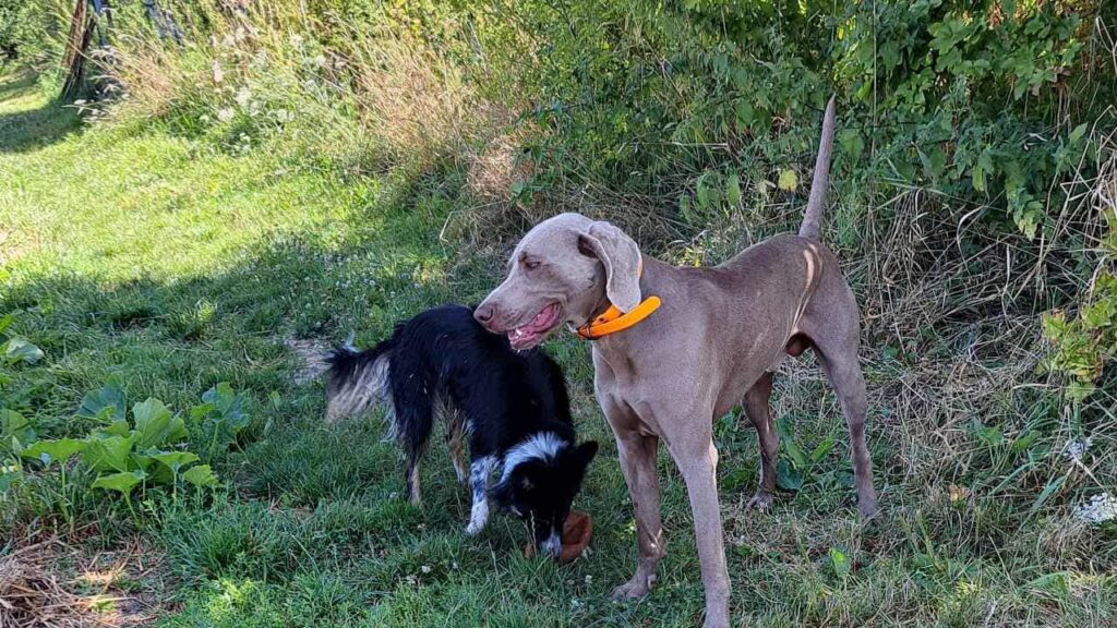 Sahkyo joue avec Ulysse lors de la promenade de chiens en groupe a Moret Loing et Orvanne