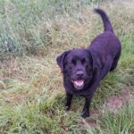 rencontres entre chiens au fil de nos promenades de juin à Moret loing et Orvanne