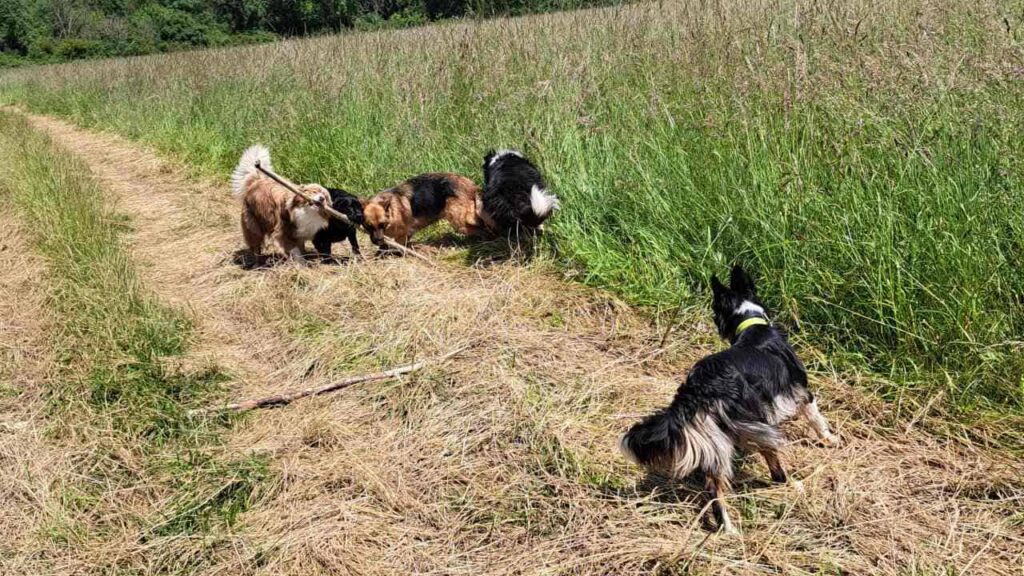 lors d'une de nos promenades de chiens à Moret Loing et Orvanne , la rencontre avec Ulysse et Sylla stimulent le jeu -4