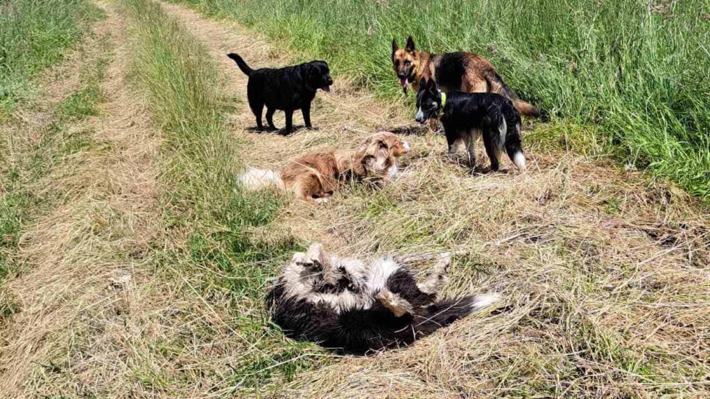 lors d'une de nos promenades de chiens à Moret Loing et Orvanne , la rencontre avec Ulysse et Sylla stimulent le jeu -9