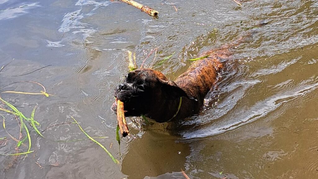 Ulysse se baigne dans l'étang lors de la promenade de chiens en groupe a Moret Loing et Orvanne