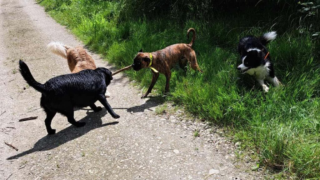 lors de la promenade de chiens en groupe a Moret Loing et Orvanne, Ulysse joue avec les autres