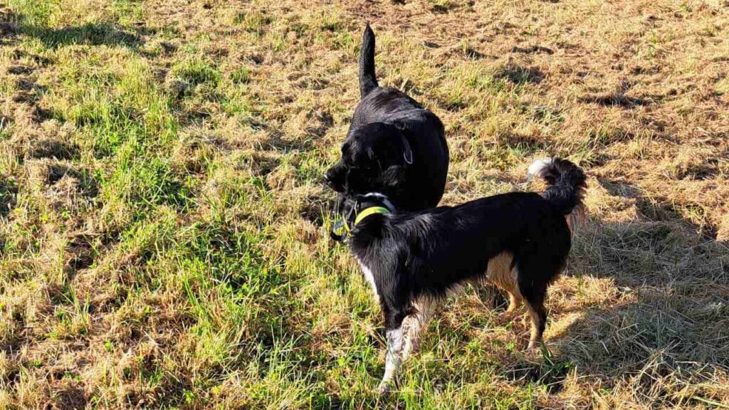 lors d'une de nos promenades de chiens à Moret Loing et Orvanne, les chiens profitent de la présence d'une copine pour jouer encore plus -4