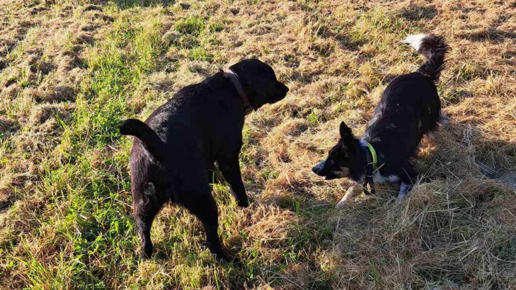 lors d'une de nos promenades de chiens à Moret Loing et Orvanne, les chiens profitent de la présence d'une copine pour jouer encore plus -5