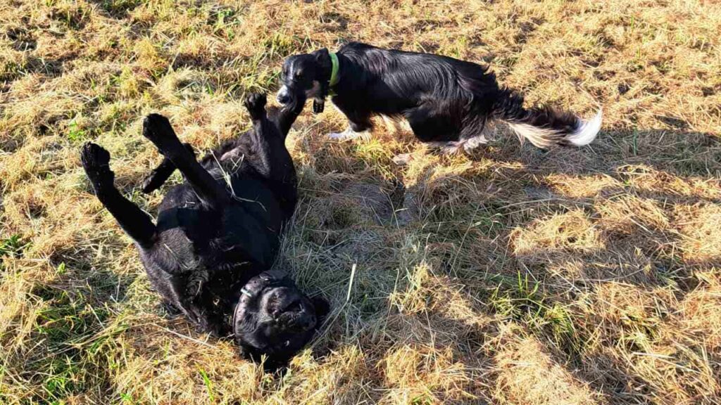 lors d'une de nos ballades de chiens à Moret Loing et Orvanne, les chiens profitent de la présence d'une copine pour jouer encore plus -6