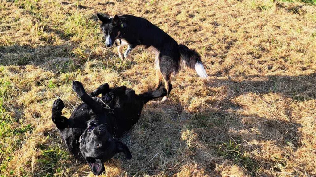 lors d'une de nos promenades de chiens à Moret Loing et Orvanne, les chiens profitent de la présence d'une copine pour jouer encore plus -7
