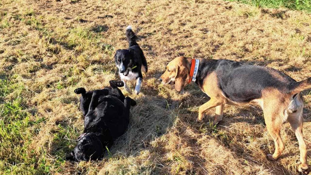 lors d'une de nos ballades de chiens à Moret Loing et Orvanne, les chiens profitent de la présence d'une copine pour jouer encore plus -8