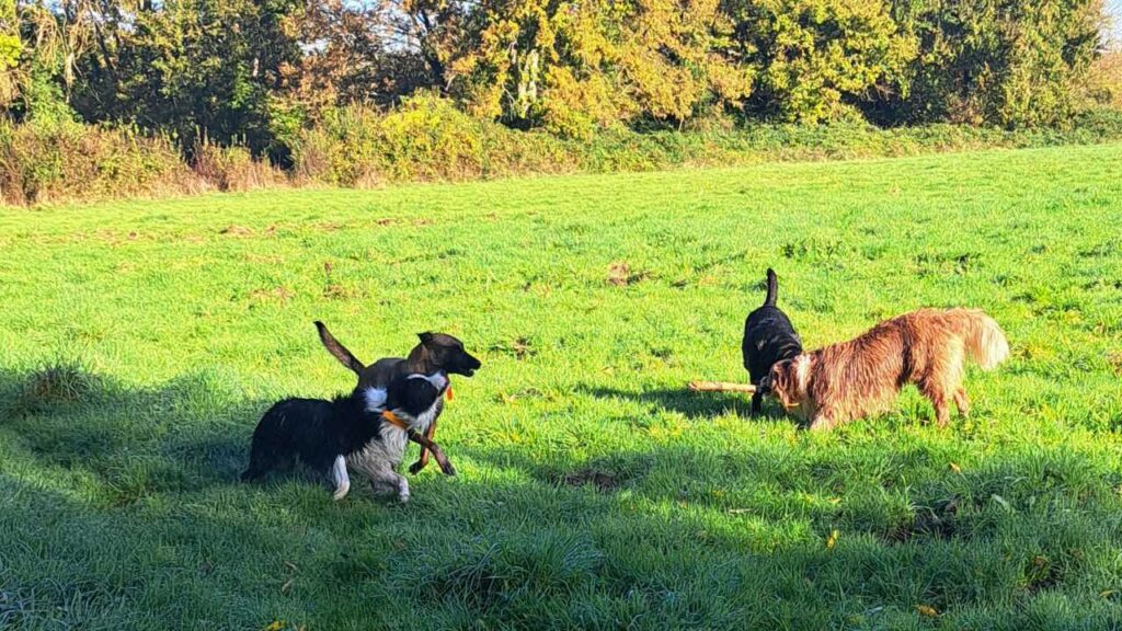 Eiko joue avec les autres chiens d la troupe lors de la promenade de chiens en groupe a Moret Loing et Orvanne