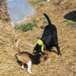 Jeu entre chiens : pourquoi les jeux canins sont essentiels à l’équilibre de votre chien