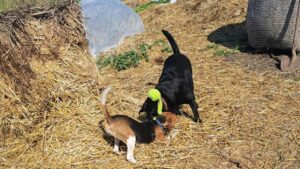 Lire la suite à propos de l’article Jeu entre chiens : pourquoi les jeux canins sont essentiels à l’équilibre de votre chien