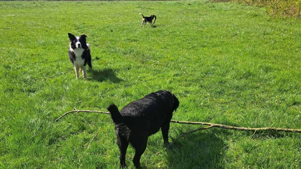 lors d'un jeu canin, ma Prune trouve un bâton