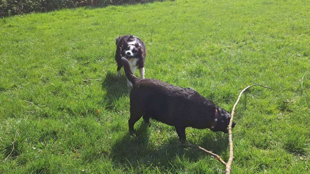 ma Prune prend le bâton lors du jeu canin-2, Snow le veut aussi