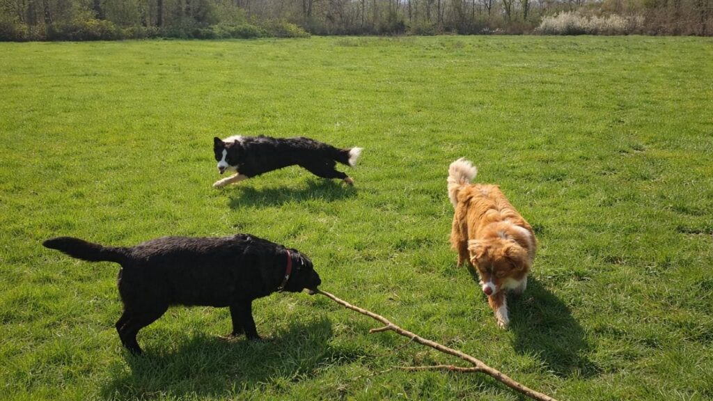 ma Prune prend le bâton lors du jeu canin-3, sammy va le prendre aussi, Snow troupeaute