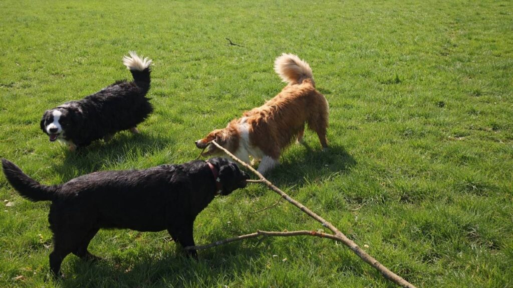 ma Prune prend le bâton lors du jeu canin-4, sammy va lutter âprement, Snow troupeaute