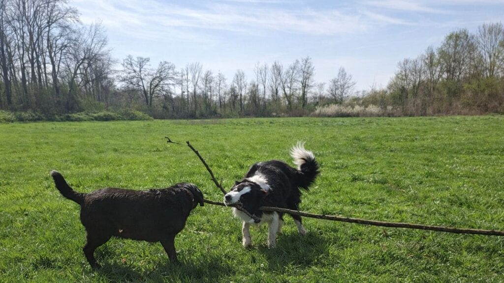 ma Prune prend le bâton lors du jeu canin-5, sammy laisse tomber, Snow arrive