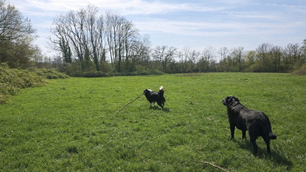 lors du jeu canin-6, Snow gagne