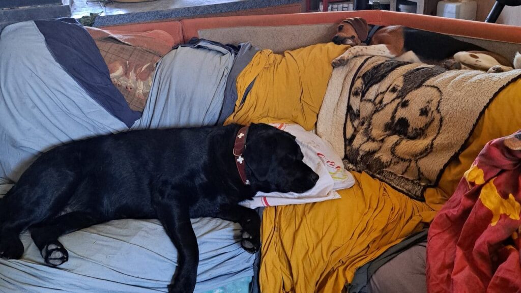 repos après les jeux canins