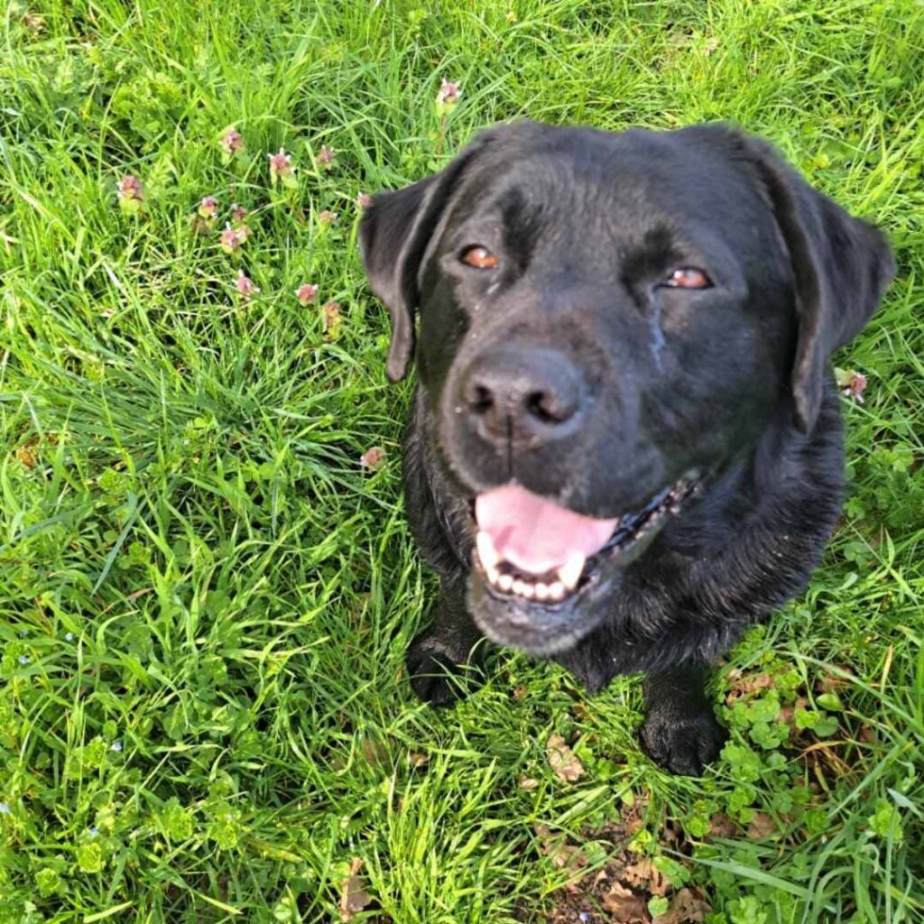 Un chien heureux en balade, c’est bien… un chien protégé contre les tiques, c’est encore mieux.