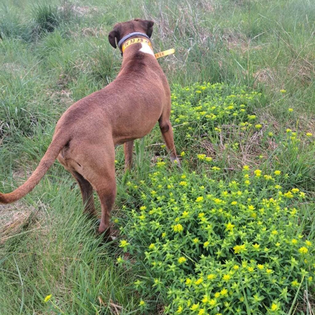 jolis fleurs de prairies, champs et herbes hautes sont aussi des zones à risque de la maladie de lyme